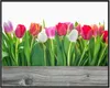 Wallario Wandbild Rote  weiße und pinke Tulpen im Frühling, Produktbild-Vorschau 1