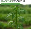 Flaschentomaten San Marzano 2 Samen - Solanum lycopersicum Produktbild-Vorschau 7