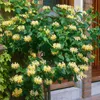 Bloomique - Lonicera Periclymenum - Wiciokrzew polny - Podgląd zdjęcia produktu 5