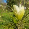 Magnolie Fiume Giallo 2L Anteprima dell’immagine prodotto 7