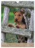 Welsh Terrier - viel Hund in kleiner Verpackung Produktbild-Vorschau 8