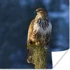 MuchoWow® Poster Bussard - Zweig - Blau 75x75 cm - Wand Produktbild-Vorschau 1