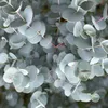 Plante sur tige - Eucalyptus gunni Azure - Plante de Voir les images du produit 4