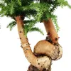 Bonsaï d'intérieur - Araucaria cunninghamii - Sapin Voir les images du produit 2