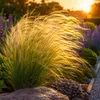 Stauden Gänge 10 x Stipa tenuissima 'Pony Tails' im 1 Liter Produktbild-Vorschau 1