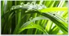Glasbilder 140x70 Wandbild Druck auf Glas Gras Produktbild-Vorschau 1