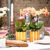 Kolibri Orchids – oranžová orchidej Phalaenopsis – výška 35 Náhled obrázku produktu 12