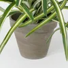Mica Decorations Dracaena Kunstpflanze im Blumentopf Stan - Produktbild-Vorschau 4