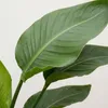 Trendyplants - Strelitzia Nicolai - Rajský pták - pokojová Náhled obrázku produktu 3