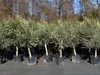 3x Olivenbaum Olive "20 Jahre" 180 - 220 cm, beste Produktbild-Vorschau 2