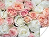 MuchoWow® Poster Rosen - Blumen - Weiß - Rosa 160x120 cm - Produktbild-Vorschau 1