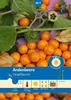 Artikelbild 1 von 'Andenbeere Inkapflaume' aus der Kategorie Andenbeerensamen Produktbild-Vorschau