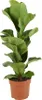 Bloomique - Ficus Lyrata Bambino - Geigenfeige - Produktbild-Vorschau 1
