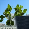A potted plant with a pea pod growing on a balcony with a city skyline in the background. Anteprima dell’immagine prodotto