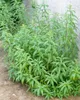 Zitronenverbene, im Topf - Aloysia triphylla Produktbild-Vorschau 13