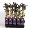 Clematis Multi Blue - Clematis Blauw - Ø15cm - ↕65cm Anteprima dell’immagine prodotto 1