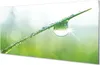 Glasbilder 120x60 Wandkunst Tropfen Gras Makro Produktbild-Vorschau 1