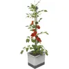 A tomato plant with ripe red tomatoes growing in a self-watering planter. Náhľad obrázku produktu