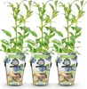GreenboutiQ - Obstpflanzen - Blaubeere - Vaccinium Produktbild-Vorschau 1