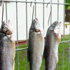 20 Edelstahl-S-Haken, 15 cm, 3 mm, für Fleisch & Fisch Productafbeelding-voorbeeld