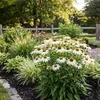 6x Echinacea p. White Swan P9H20 Produktbild-Vorschau 5