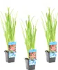 Bloomique - Zestaw 3 szt. - Schizostylis Mrs Hegarty - Podgląd zdjęcia produktu 1