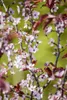Prunus cerasifera 'Nigra', Blutpflaume, dunkelrot, 100–125 Produktbild-Vorschau 5