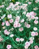 Lychnis coronaria, Lichtnelke, silbrig-grau, ca. 9x9 cm Produktbild-Vorschau 13
