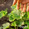 Leaf Insects Blattinsekten Kapseln – 36 Stück- Organifer Produktbild-Vorschau 7