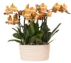 Sada oranžových orchidejí Kolibri Orchids v bavlněném Náhled obrázku produktu 8