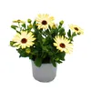 Kapkörbchen - Osteospermum ecklonis - 11cm Topf - Set mit 3 Produktbild-Vorschau 2