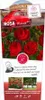 Rose ‘Manora’ - Hochstamm  |  170–180 cm | Rot blühende Produktbild-Vorschau 4