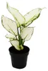 Aglaonema White Joy - Feuillage coloré ? - Variétés Voir les images du produit 1