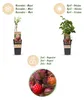 Green boutiQ - Obst gepflanzt - Rubus phoenicolasius - Produktbild-Vorschau 4