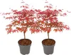 Klon japoński - 2 szt - Acer palmatum 'Beni Maiko' - Podgląd zdjęcia produktu 1