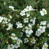 2 x  Fingerstrauch - Potentilla fruticosa 'Abbotswood'  | Produktbild-Vorschau 1