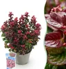 Leucothoe Curly Red - Rojo - Perenne - Bajo mantenimiento - Vista previa de la imagen del producto 1
