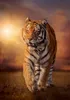 Clementoni 31806 - 1500 T High Quality Collection - Tiger Produktbild-Vorschau 2
