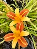 6 x Hemerocallis 'Frans Hals' - Daylily - vaso 9x9 cm Anteprima dell’immagine prodotto 2