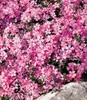 BALDUR-Garten 3er Phlox-Mix 'Flowers of the Sea',3 Produktbild-Vorschau 3