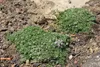 Stauden Gänge 100 x Thymus praecox 'Minor' - Produktbild-Vorschau 8