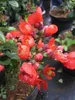 Chaenomeles speciosa Orange Storm - Zierquitte Orange Storm Produktbild-Vorschau 1