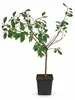 Mirabelle von Nancy 100–120 cm – winterharter Produktbild-Vorschau 4
