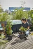 elho Green Basic Grow House XXL, Gewächshausabdeckung, Produktbild-Vorschau 13