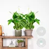 Bloomique - 2er Set - Spathiphyllum Torelli - Friedenslilie Produktbild-Vorschau 2