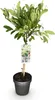 Magnolia gwiazdzista (Magnolia stellata) 19cm, wysokosc Podgląd zdjęcia produktu 2