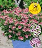 BALDUR Garten 3x Duft-Geranie 'Moskito-Schocker®', Pflanzen Produktbild-Vorschau 1