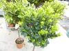 Erdbeerbaum | 120 cm | Arbutus unedo | veredelt |  | Produktbild-Vorschau 3