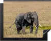 KitchenYeah© Herdabdeckplatte Elefant - Gras - Tiere - Produktbild-Vorschau 1