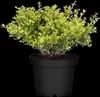 Ilex crenata 'Stokes', Japanische Stechpalme, 15–20 cm Produktbild-Vorschau 1
